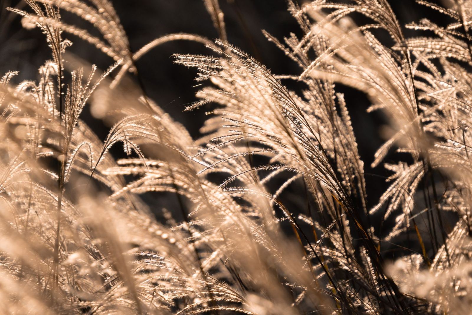 Miscanthus (Çin Gümüş Otu)