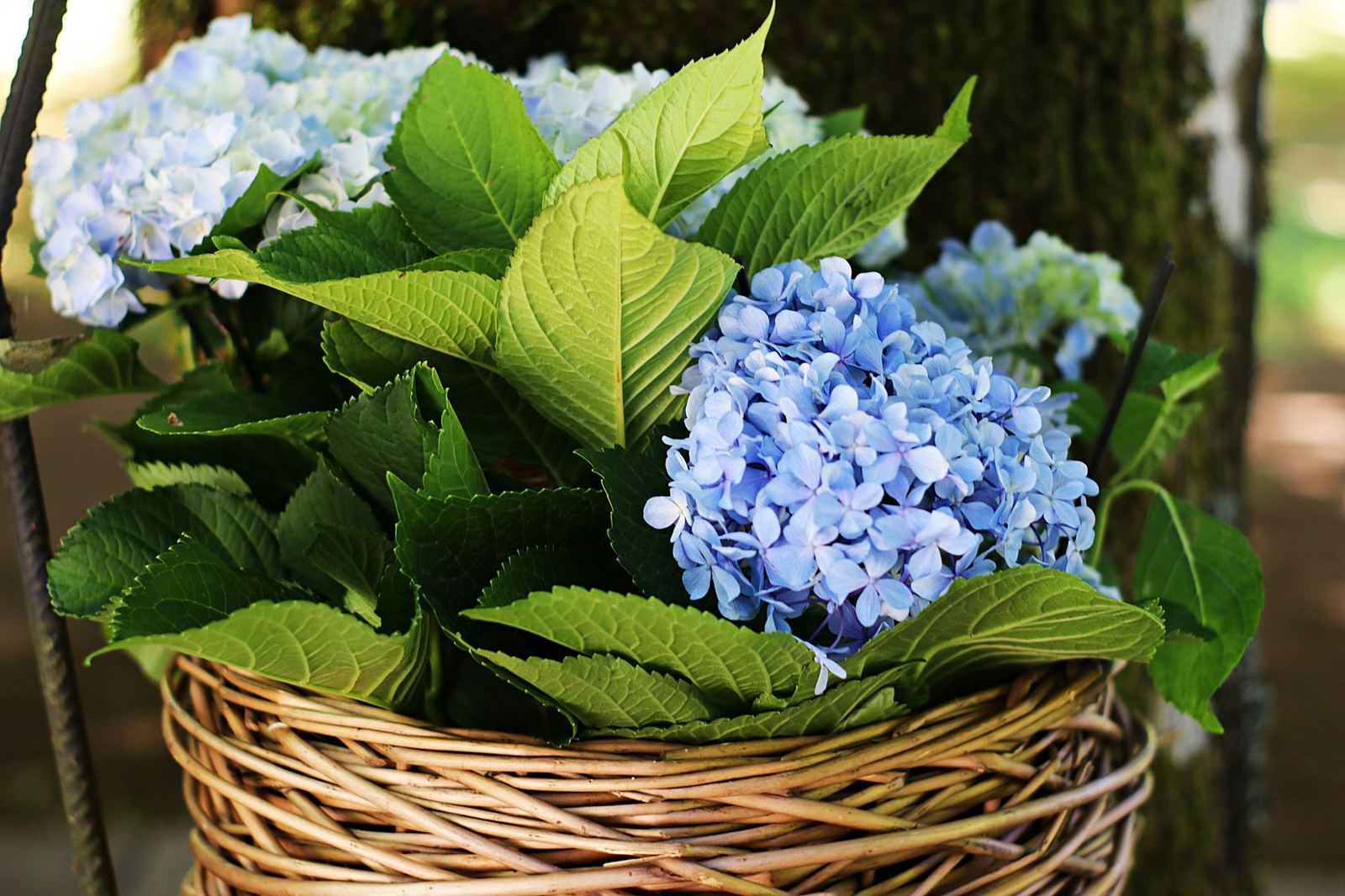 Hydrangea