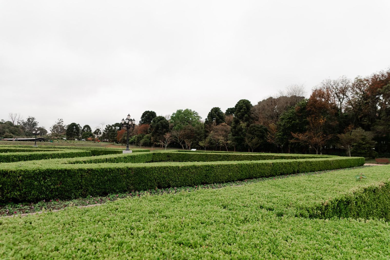 Boxwood